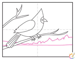 How to draw a cardinal