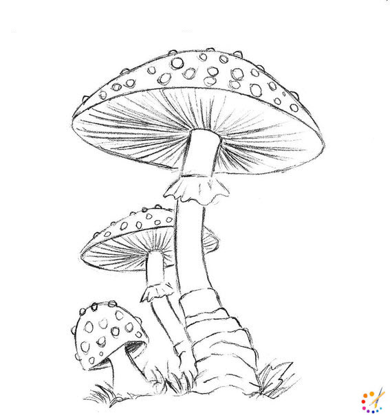 How to draw Mushroom