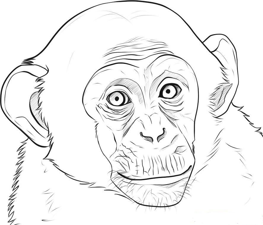 How to draw monkey step by step for kids and beginners