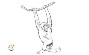 How to draw monkey