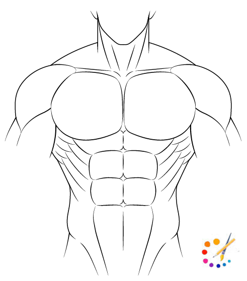 How to draw muscles