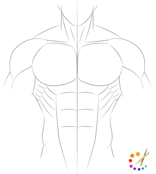 How to draw muscles