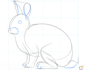 How to draw a Rabbit