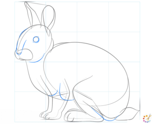 How to draw a Rabbit