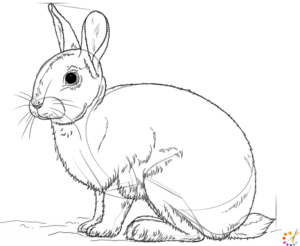 How to draw a Rabbit