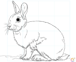 How to draw a Rabbit