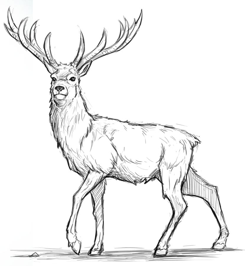 deer drawing