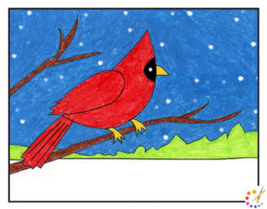 How to draw a cardinal