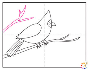 How to draw a cardinal