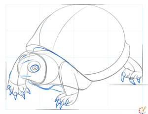 How to draw turtle