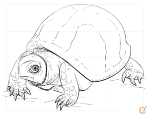 How to draw turtle