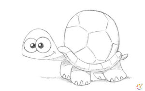 How to draw turtle