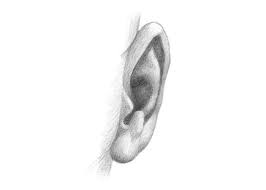 How to draw ear