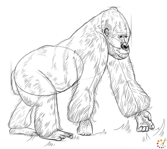 How to draw Gorilla