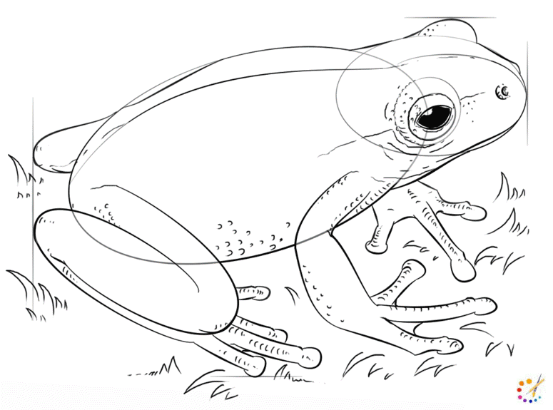 How to draw a frog