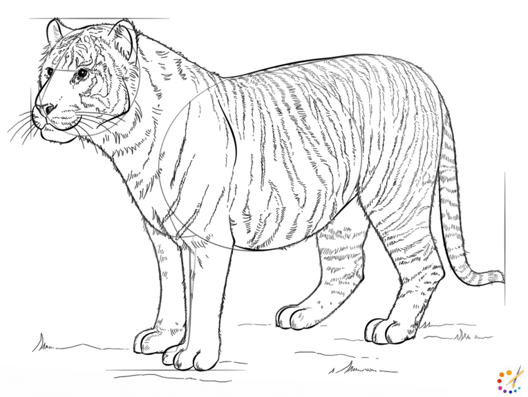 How to draw a Tiger