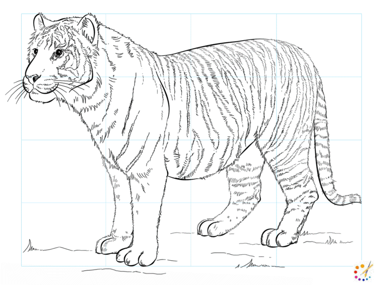 How to draw a Tiger