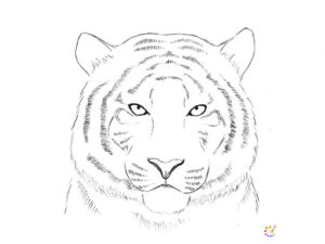 How to draw a Tiger