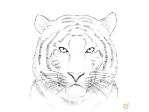 How to draw a Tiger