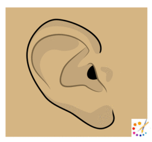 How to Draw a Ear