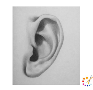 How to Draw a Ear