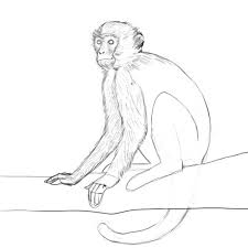 how to draw monkey