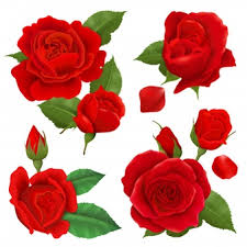 How to draw a rose