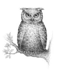 How to draw an owl