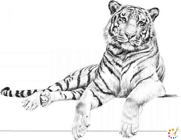 How to draw a tiger