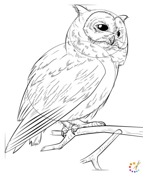 How to draw an owl