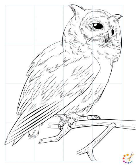 How to draw an owl