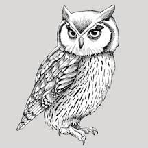 How to draw an owl