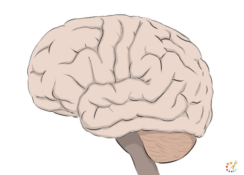 How to draw brain