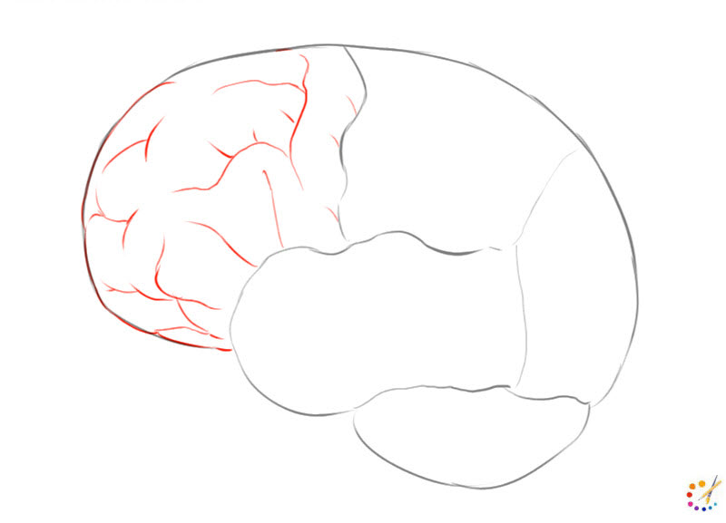 How to draw brain