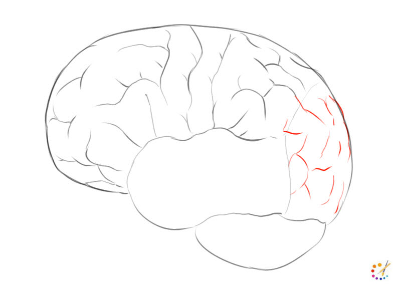 How to draw brain