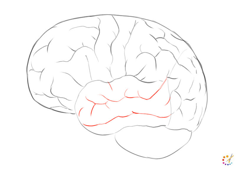 How to draw brain