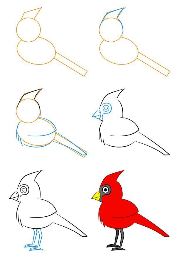 How to draw cardinal