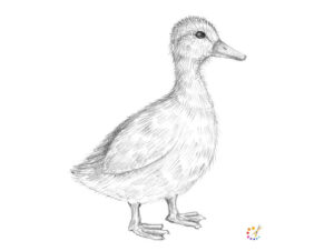 How to Draw a Duck Step By Step - For Kids & Beginners