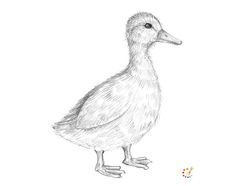 How to draw a duck