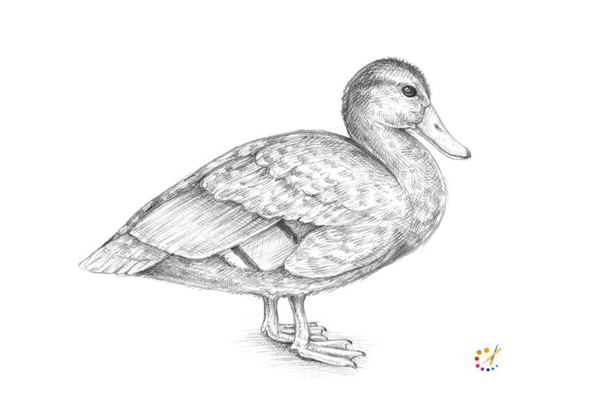 How to draw a duck