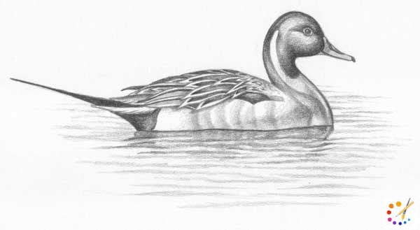 How to draw a duck