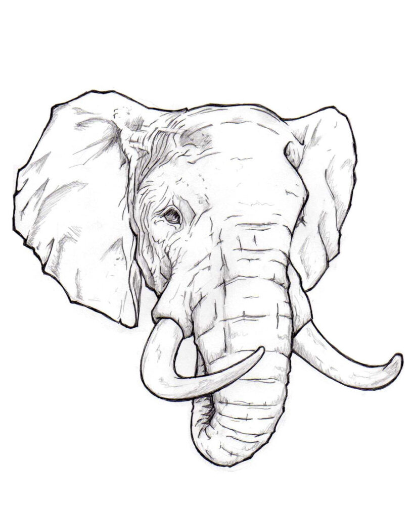 draw elephant face