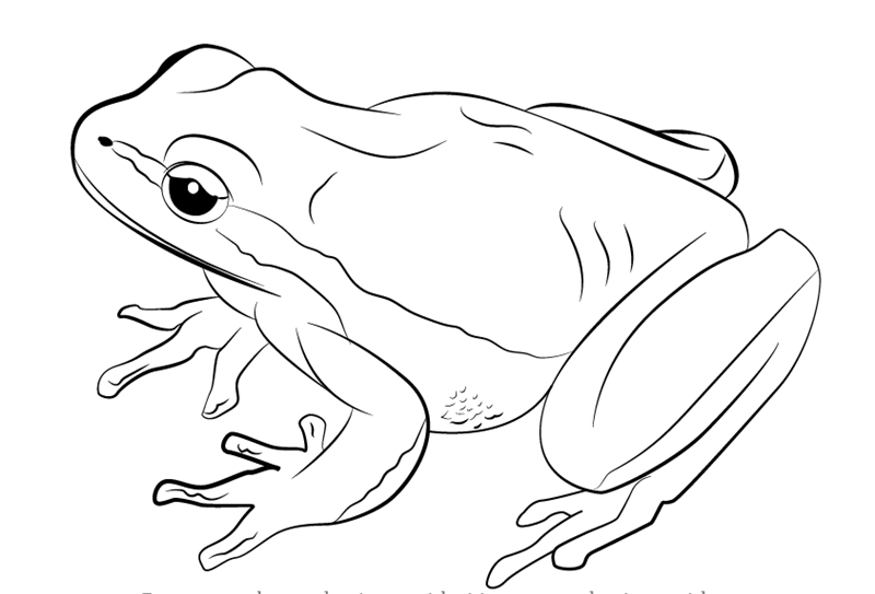 How to draw a frog