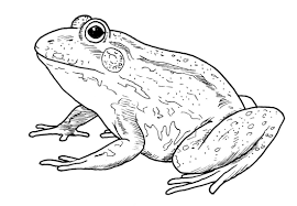 How to draw a frog