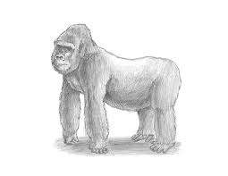 How to draw gorilla