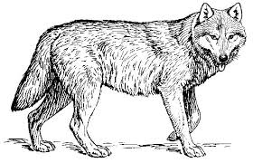 How to draw wolves