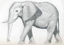 How to draw elephant