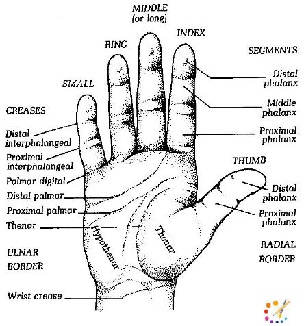 How to draw a hand