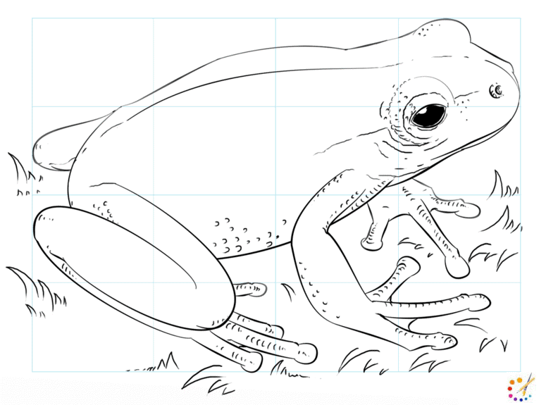 How to draw a frog