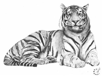 How to draw a tiger